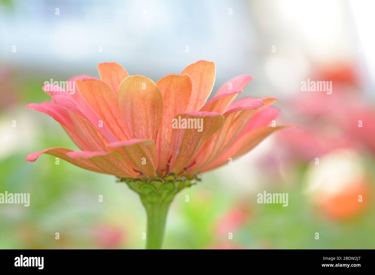 Arancio Zinnia fiore fioritura in giardino il giorno Foto Stock