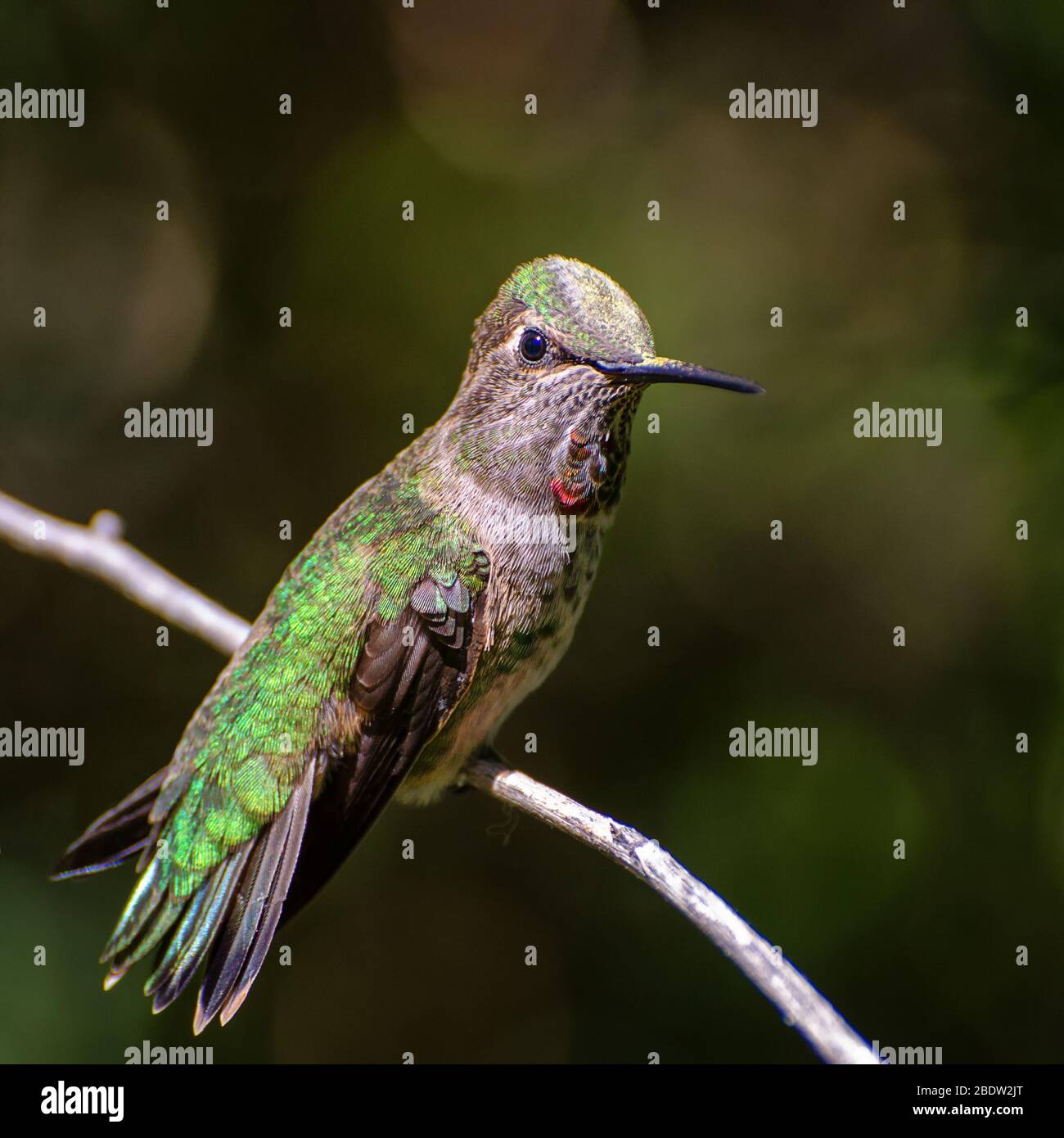 Femmina Anna Hummingbird seduto su una diramazione che mostra un piccolo Gorget Foto Stock