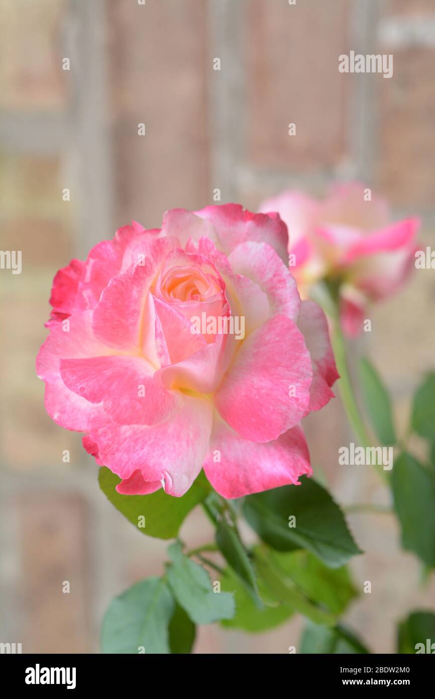 Rosa tè rosa fiore in giardino contro muro di mattoni Foto Stock