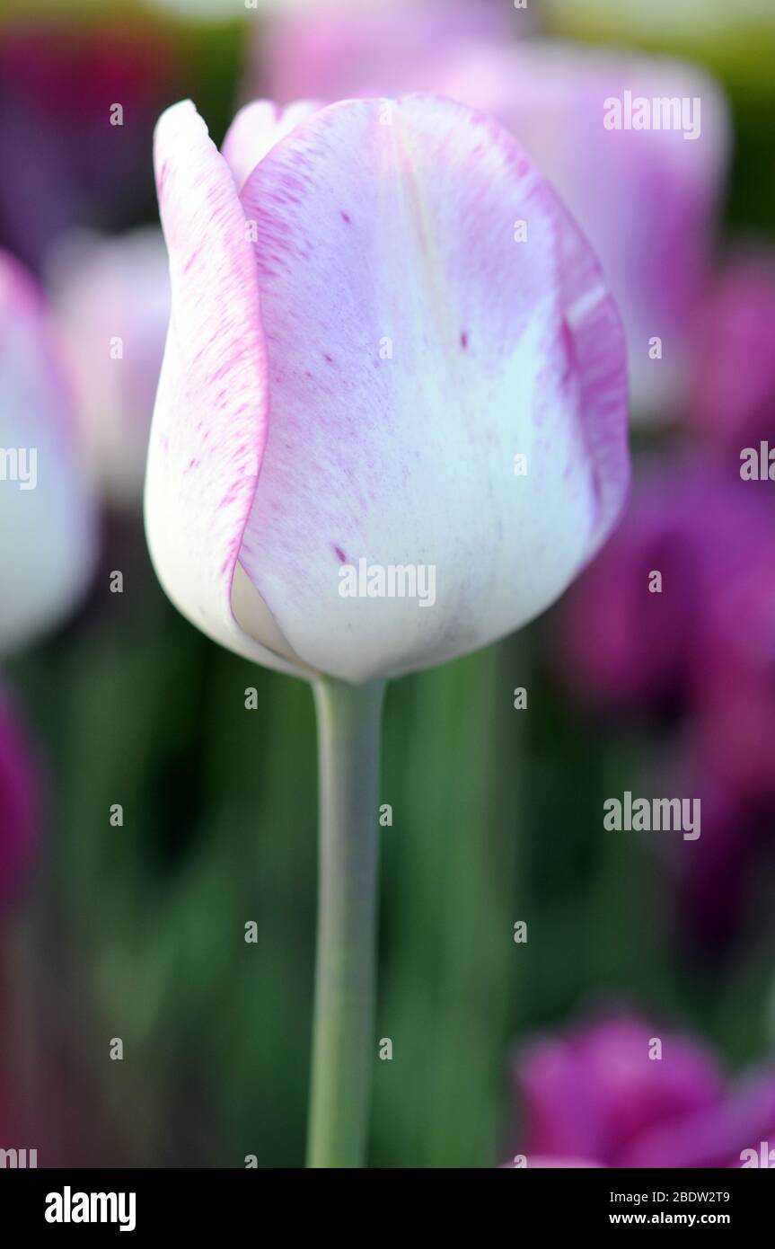 Primo piano singolo bel fiore tulipano in giardino Foto Stock