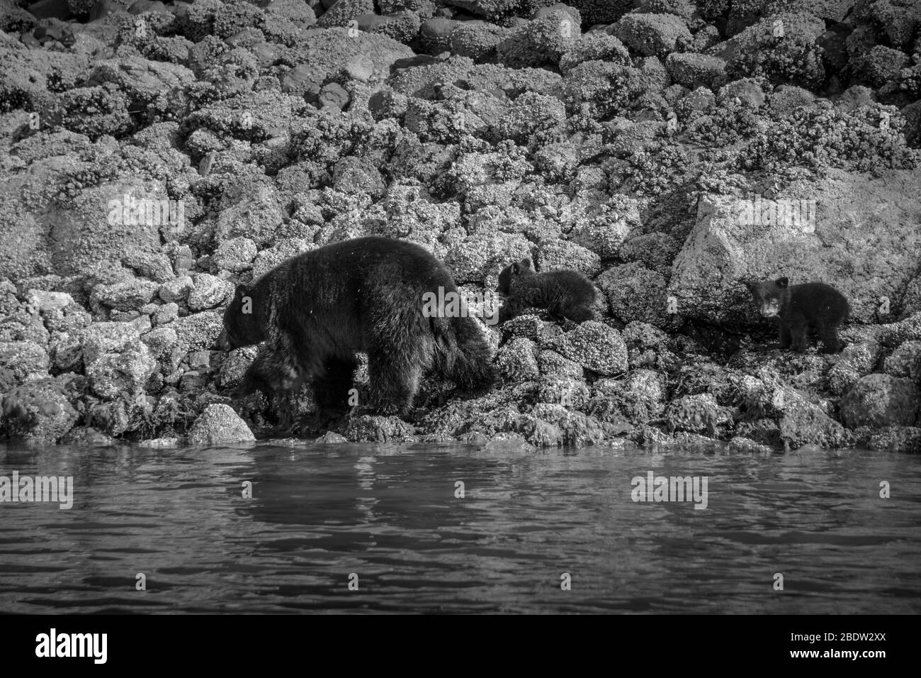 La costa più incredibile per vedere gli orsi neri vicino Tofino in Canada. Orsi alla ricerca di cibo durante la bassa marea. Foto Stock