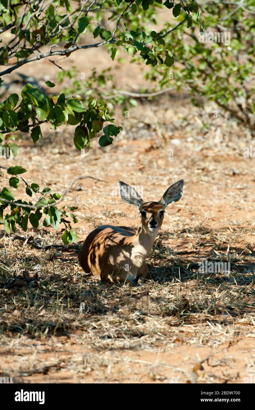 Steenbok, Raphicerus campestris, riposante all'ombra di albero, Parco Nazionale Kruger, provincia Mpumalanga, Sudafrica, Africa Foto Stock