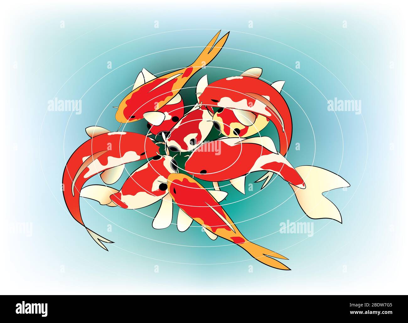 Bella di colore Koi carps che si nutrano in uno stagno Foto Stock