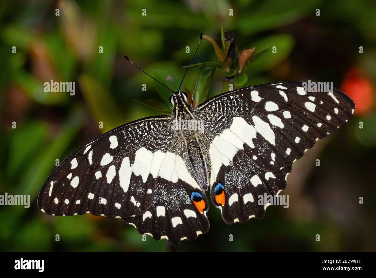 Farfalla calce - Papilio demoleus, bella farfalla colorata da prati e boschi asiatici, Malesia. Foto Stock