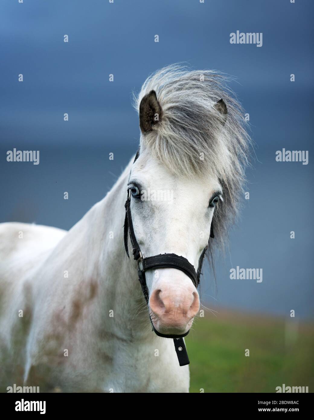 Ritratto di cavallo islandese bianco con occhi blu a closeup Foto Stock