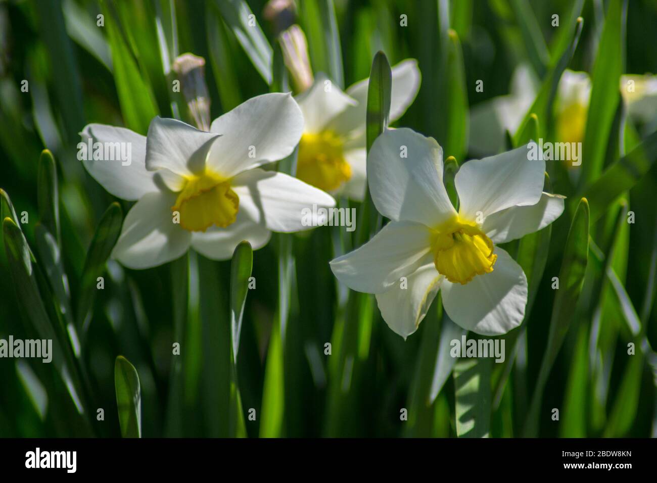 Fiori luminosi di Narcissus nel giardino, fiori gialli di primavera in una giornata di sole, foglie sottili verdi Foto Stock