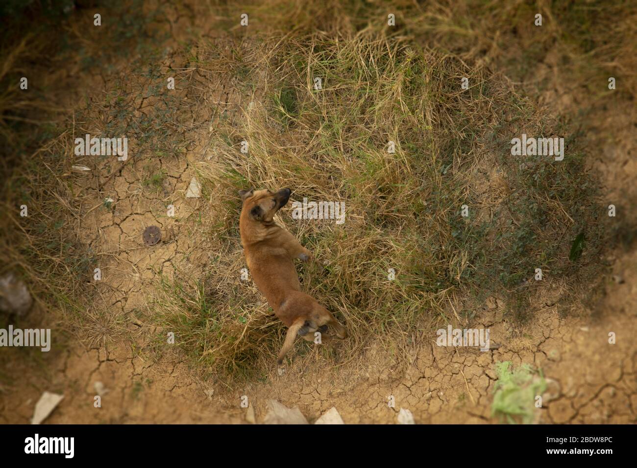 Marrone tre zampe cane randagi alla ricerca di cibo nel campo di rifiuti sparsi; immagine vista uccello occhio. Foto Stock