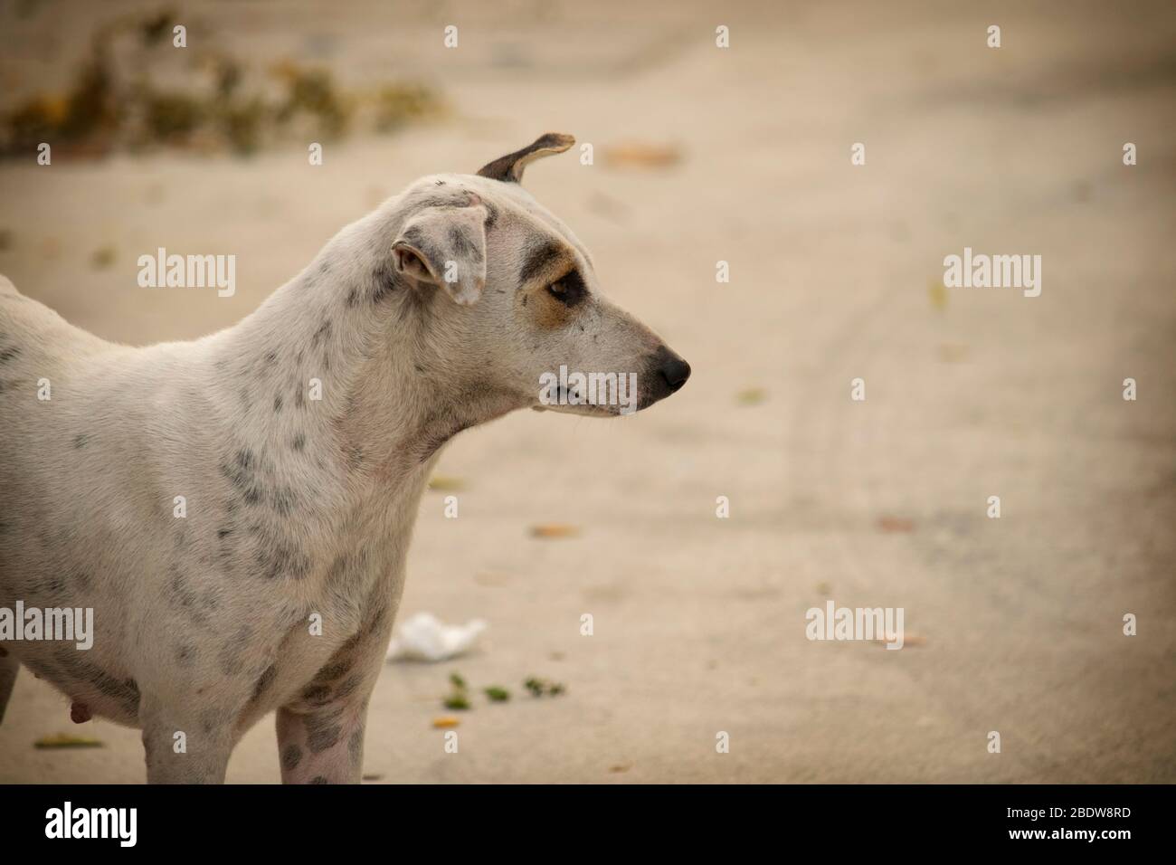 Triste guardare cane randagio, colore bianco con punti grigi, la testa gira a destra guardando qualcosa a destra Foto Stock