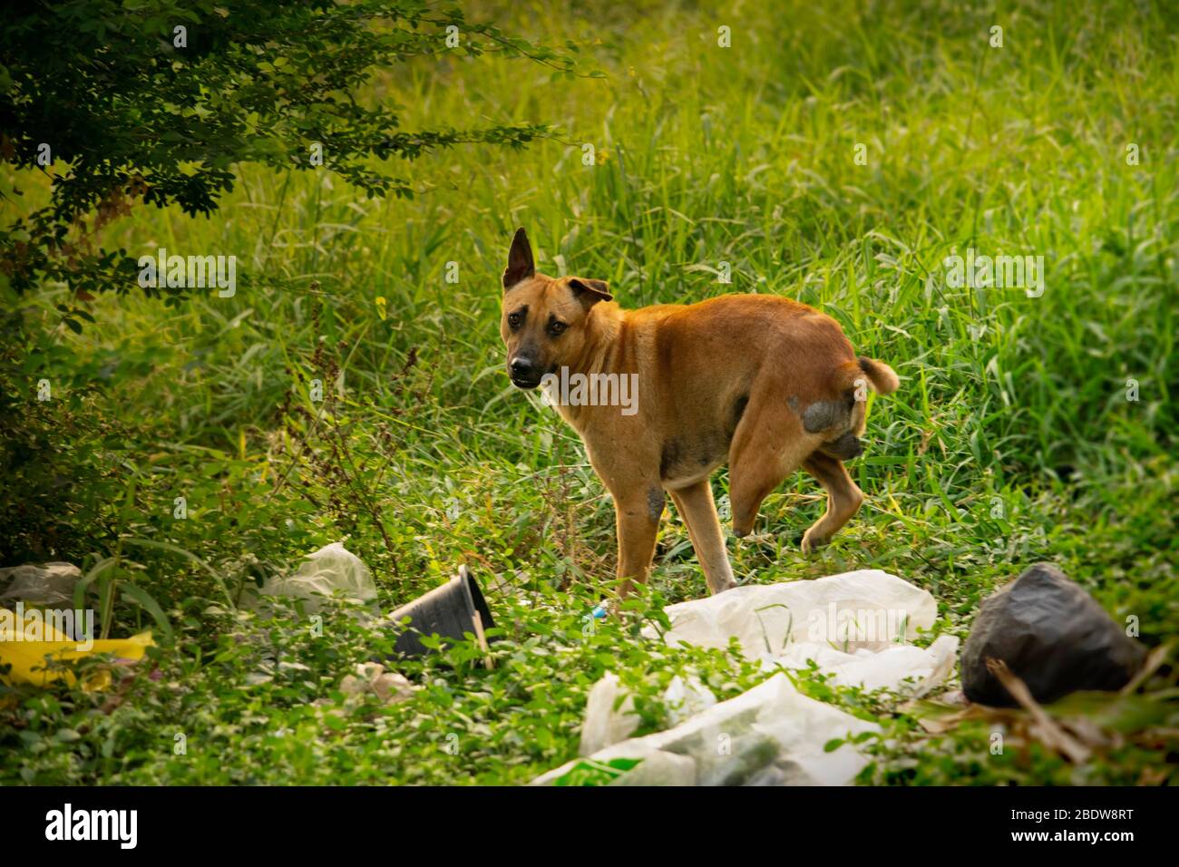 Marrone, randagi, tre zampe cane guardare indietro alla macchina fotografica mentre inciampato sopra spazzatura in junkyard Foto Stock