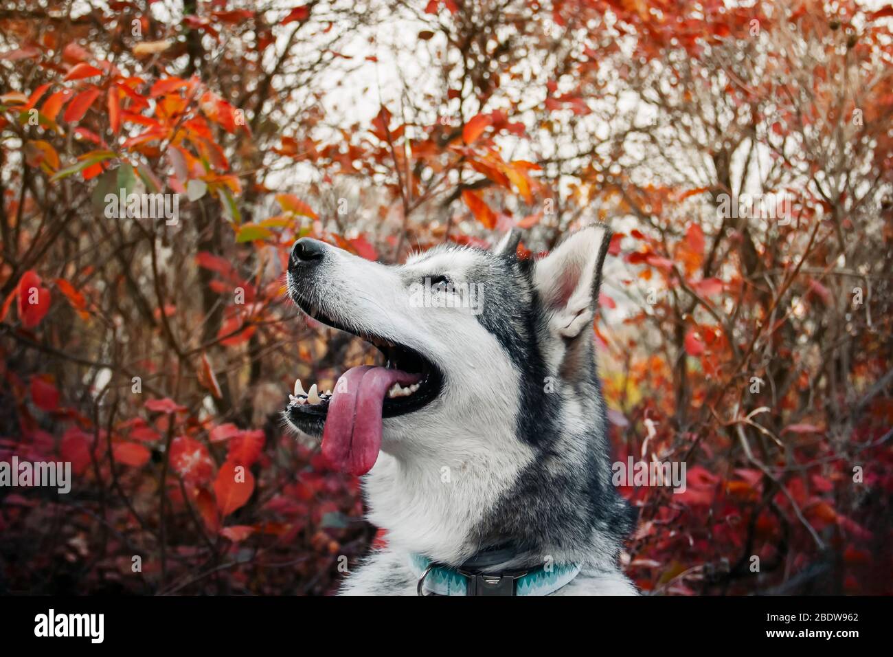 Malamute Alaskan con bocca aperta e mettere fuori la lingua sullo sfondo di foglie giallo autunno nel parco. Passeggiata d'autunno con il cane. Foto Stock