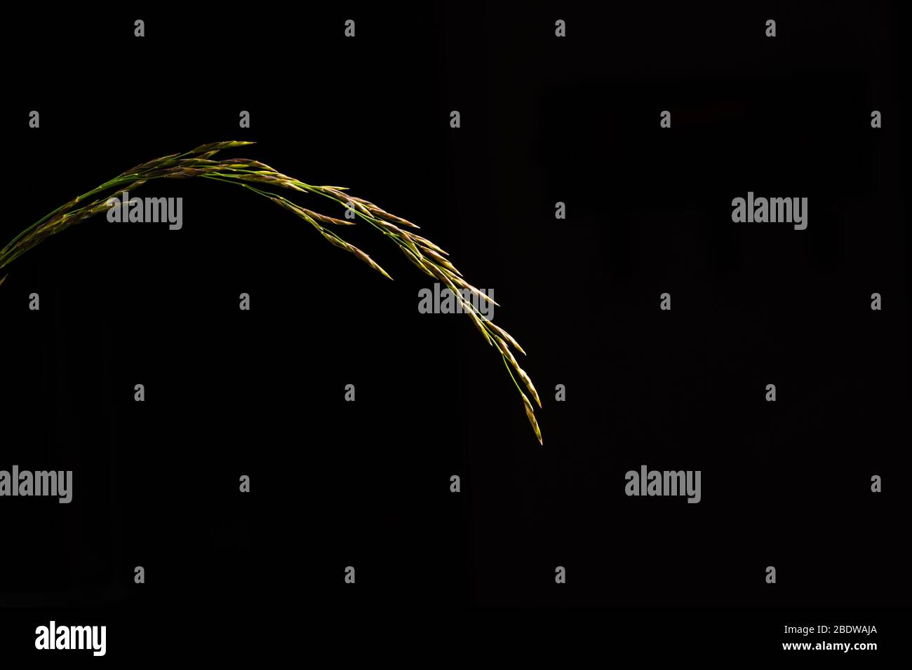 Erba ornamentale isolata su sfondo nero Foto Stock