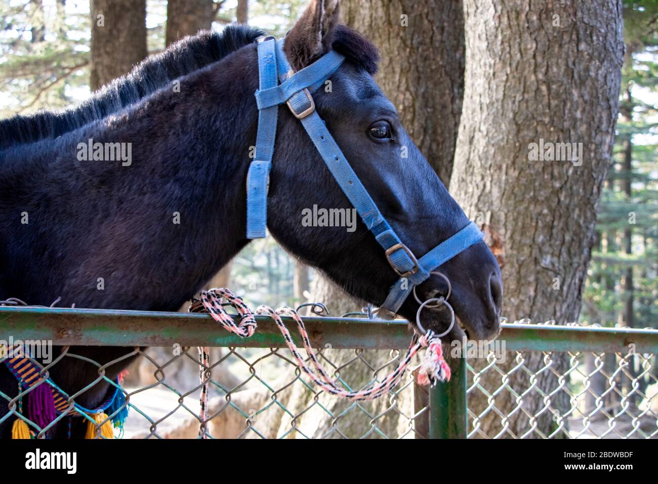 Primo piano della testa di cavallo scura Foto Stock