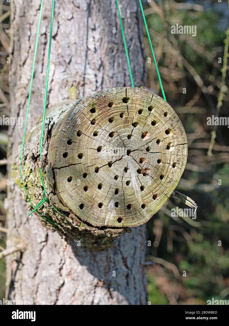 Fetta di albero con buchi come una casa di insetto Foto Stock