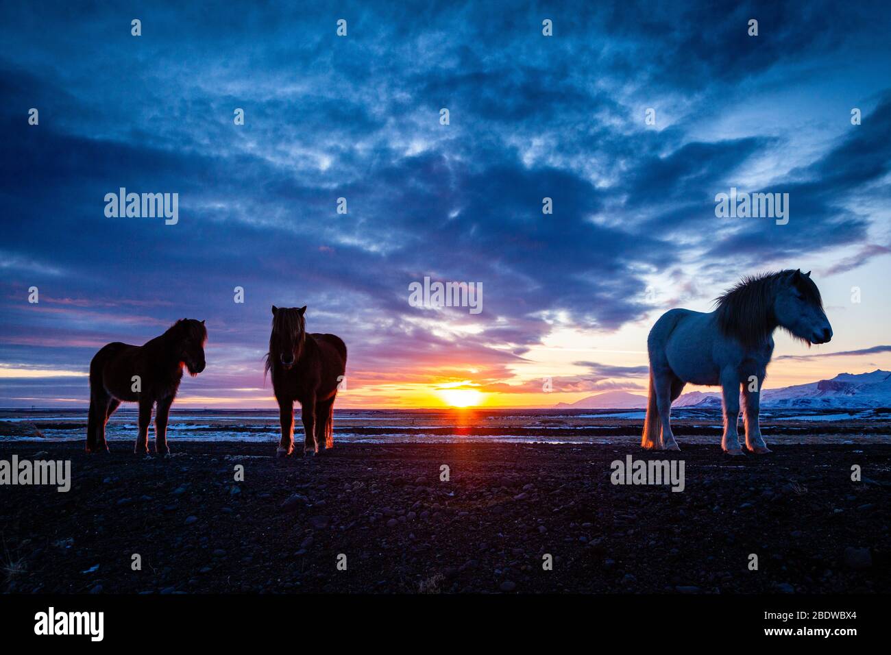 Horsees islandesi (Equus ferus caballus) al tramonto nel paesaggio islandese, Islanda Foto Stock