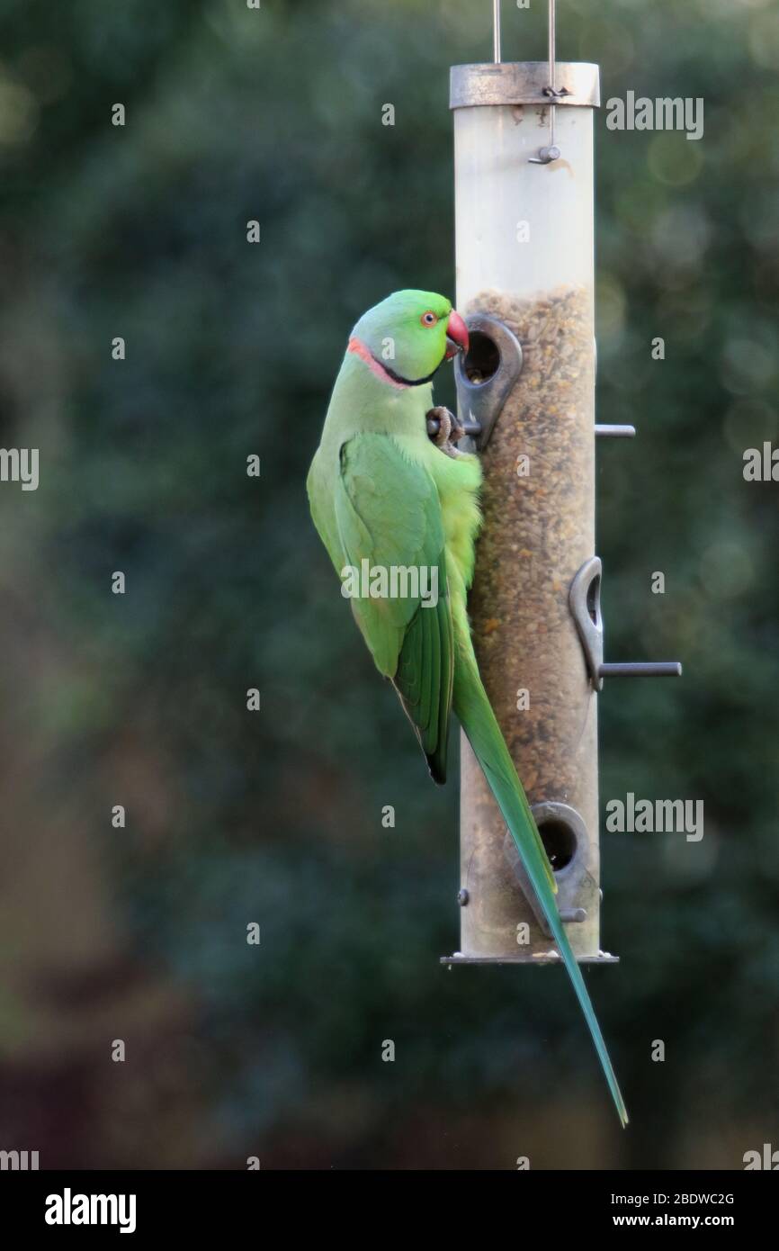 Parakeets rosa-ringed che alimenta su alimentazione dell'uccello nel giardino del Kent. Foto Stock