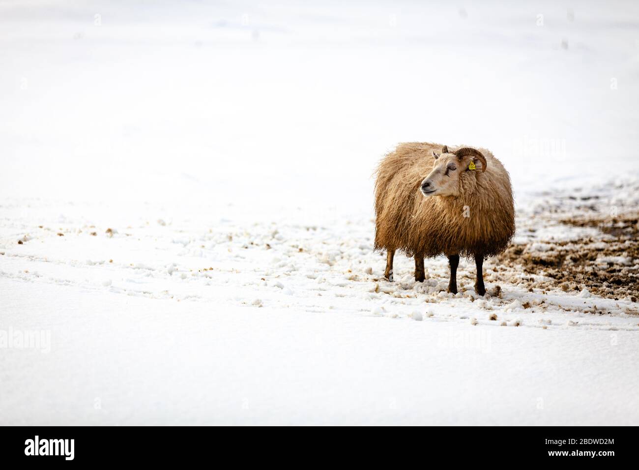 Una pecora islandese (ovis) che si affaccia sul vento nella neve a reynisfjara, Islanda Foto Stock