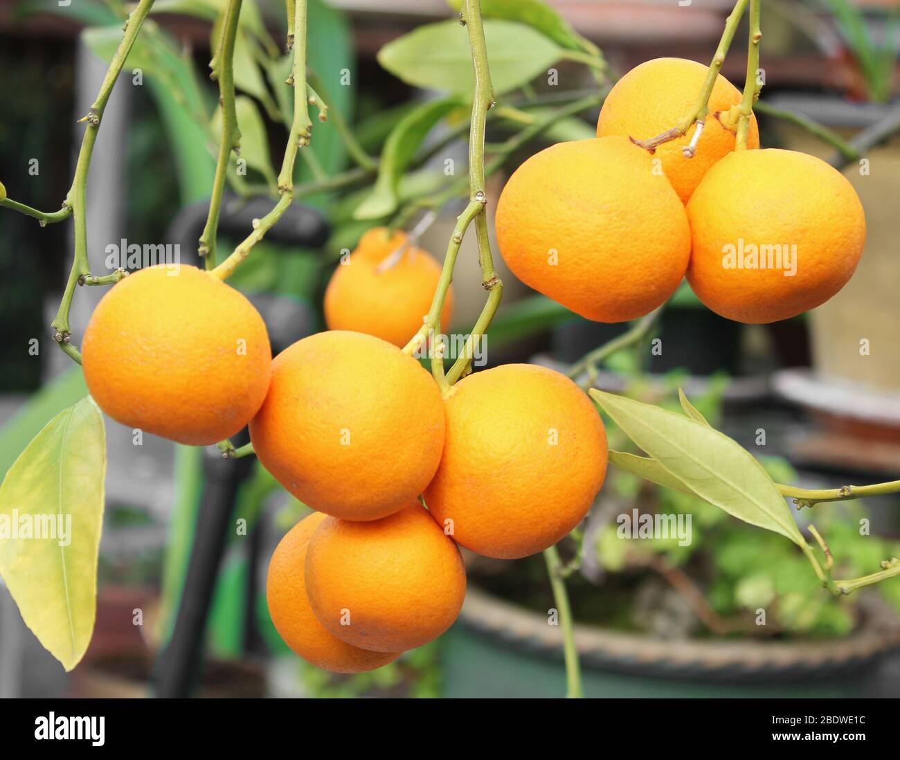 Clementine frutta che cresce su agrumi in primavera Foto Stock