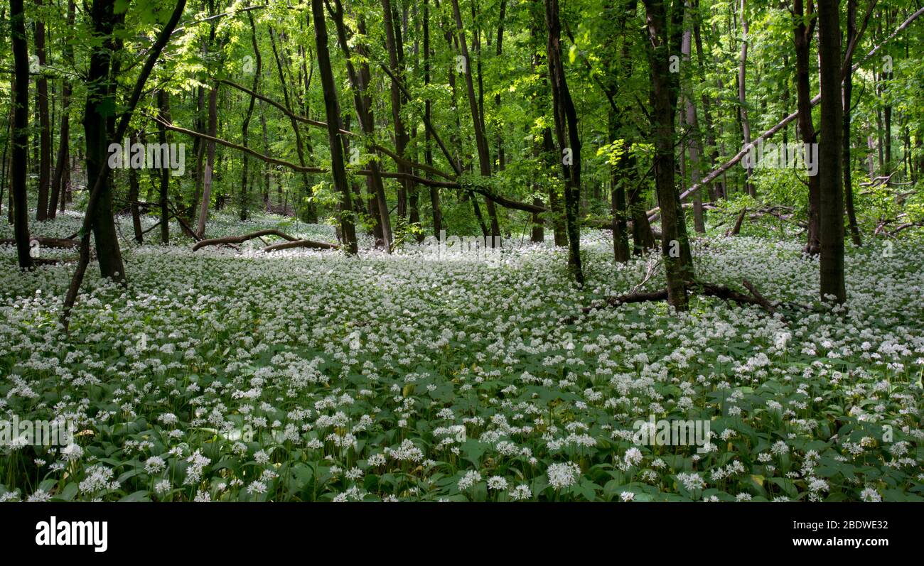 Il letto di fiori bianchi è coperto tra gli alberi. Porri selvatici (cipolla della birra) fioriscono in una foresta decidua. Foto Stock Il letto di fiori bianchi è coperto tra gli alberi. Porri selvatici (cipolla della birra) fioriscono in una foresta decidua. Foto Stock
