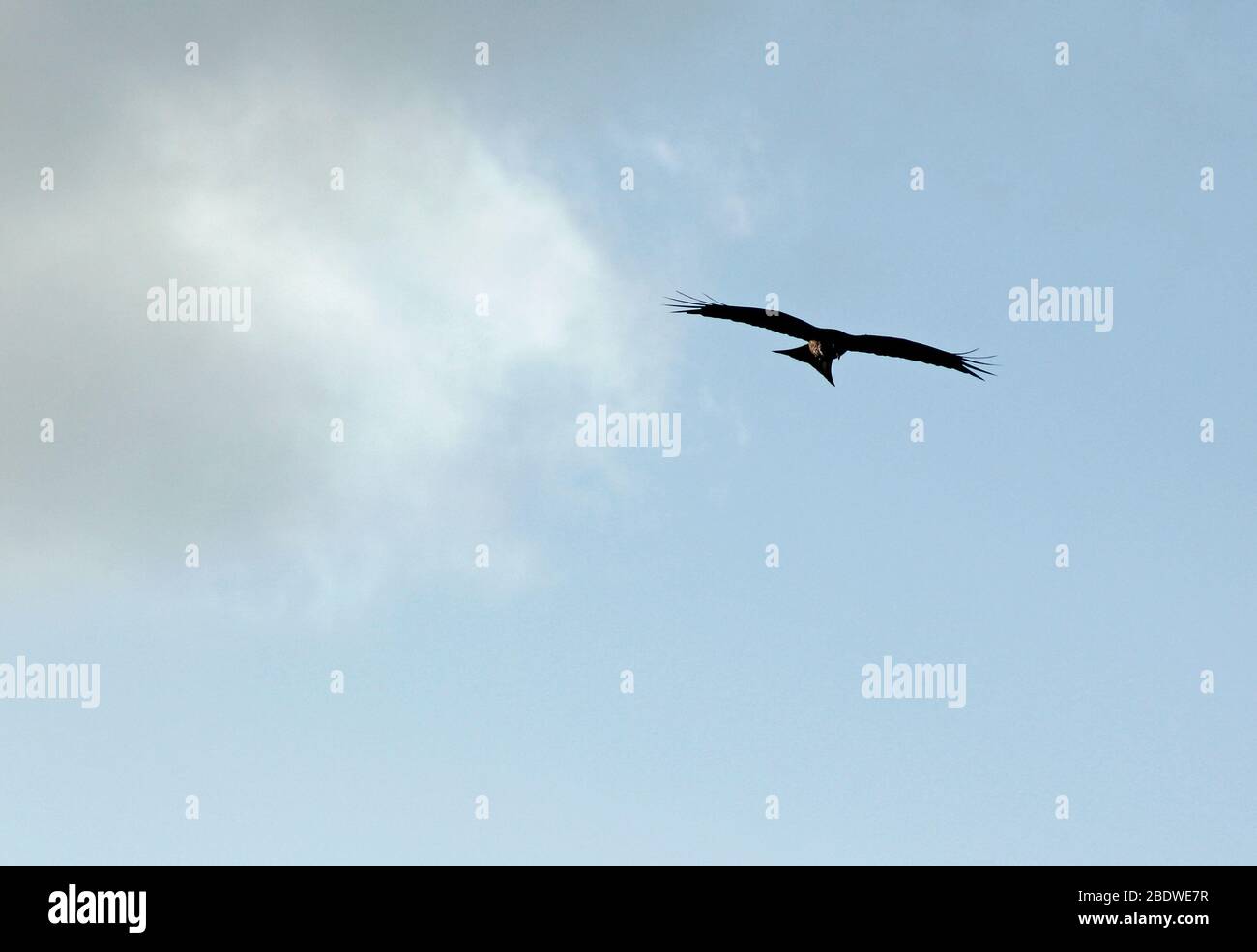Aquilone rosso (Milvus milvus) caccia in pieno volo Foto Stock