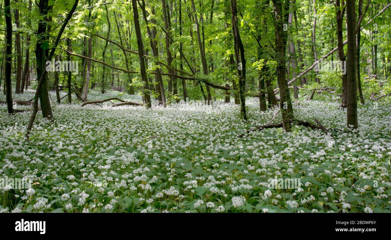 Fiori bianchi è coperto terreno tra gli alberi. Si tratta di un porro selvatico (cipolla della birra) fiorito in una foresta decidua. Foto Stock Fiori bianchi è coperto terreno tra gli alberi. Si tratta di un porro selvatico (cipolla della birra) fiorito in una foresta decidua. Foto Stock