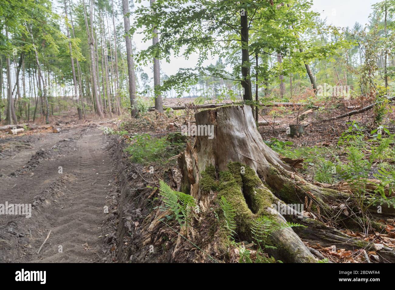 Area di radura con alberi e tronchi in Germania Foto Stock