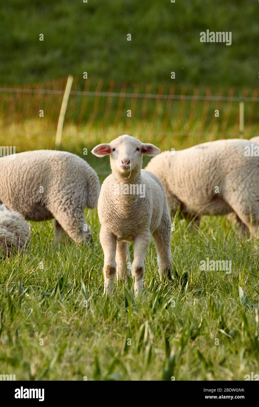 Carino agnello giovane in piedi in erba con pecore, alberi e un recinto elettrico sullo sfondo e guardando la macchina fotografica Foto Stock