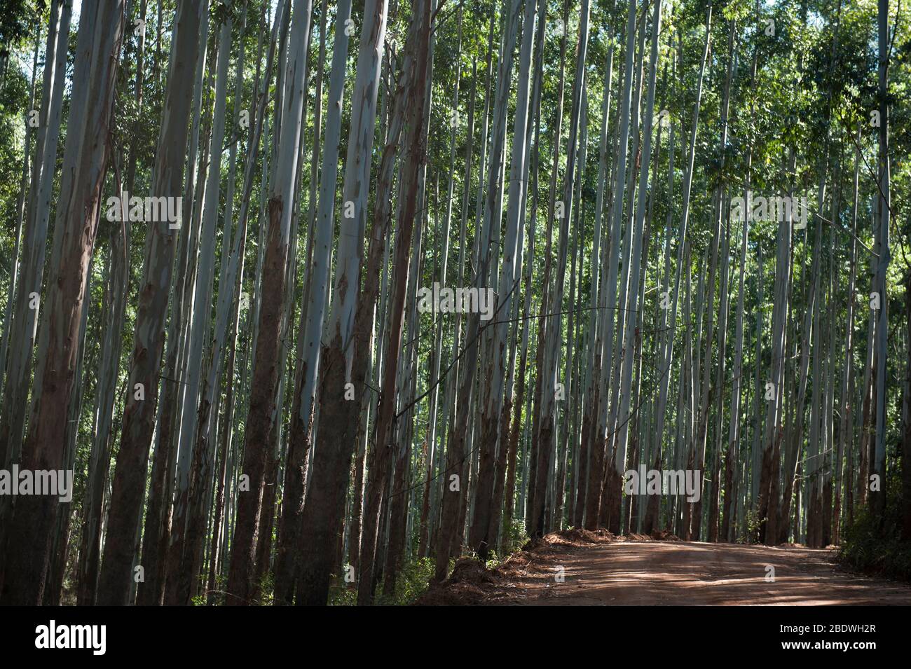 Eucalipto, Eucalipto globulus, strada forestale, Agatha, distretto di Tzaneen, Provincia di Limpopo, Sudafrica Foto Stock