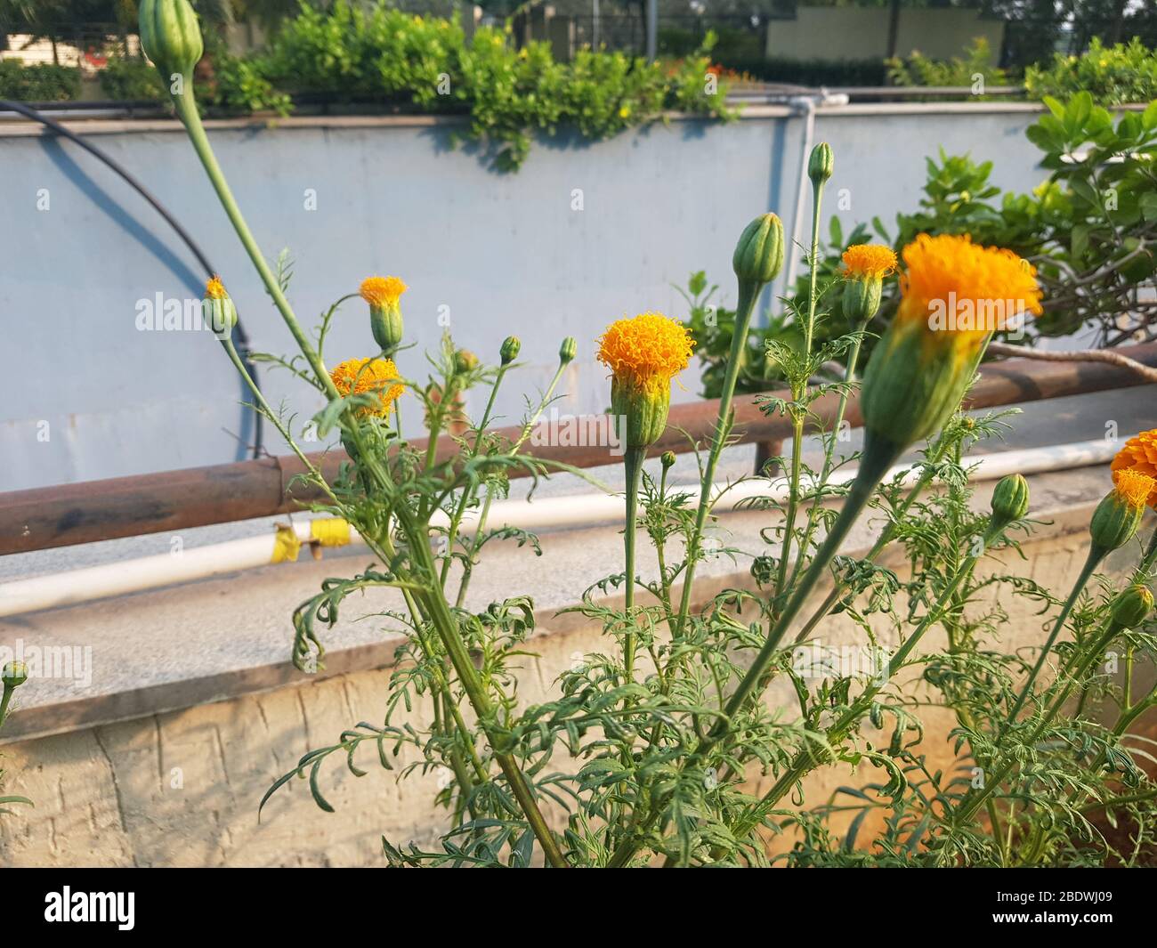 Bella marigold fiori su sfondo naturale Foto Stock