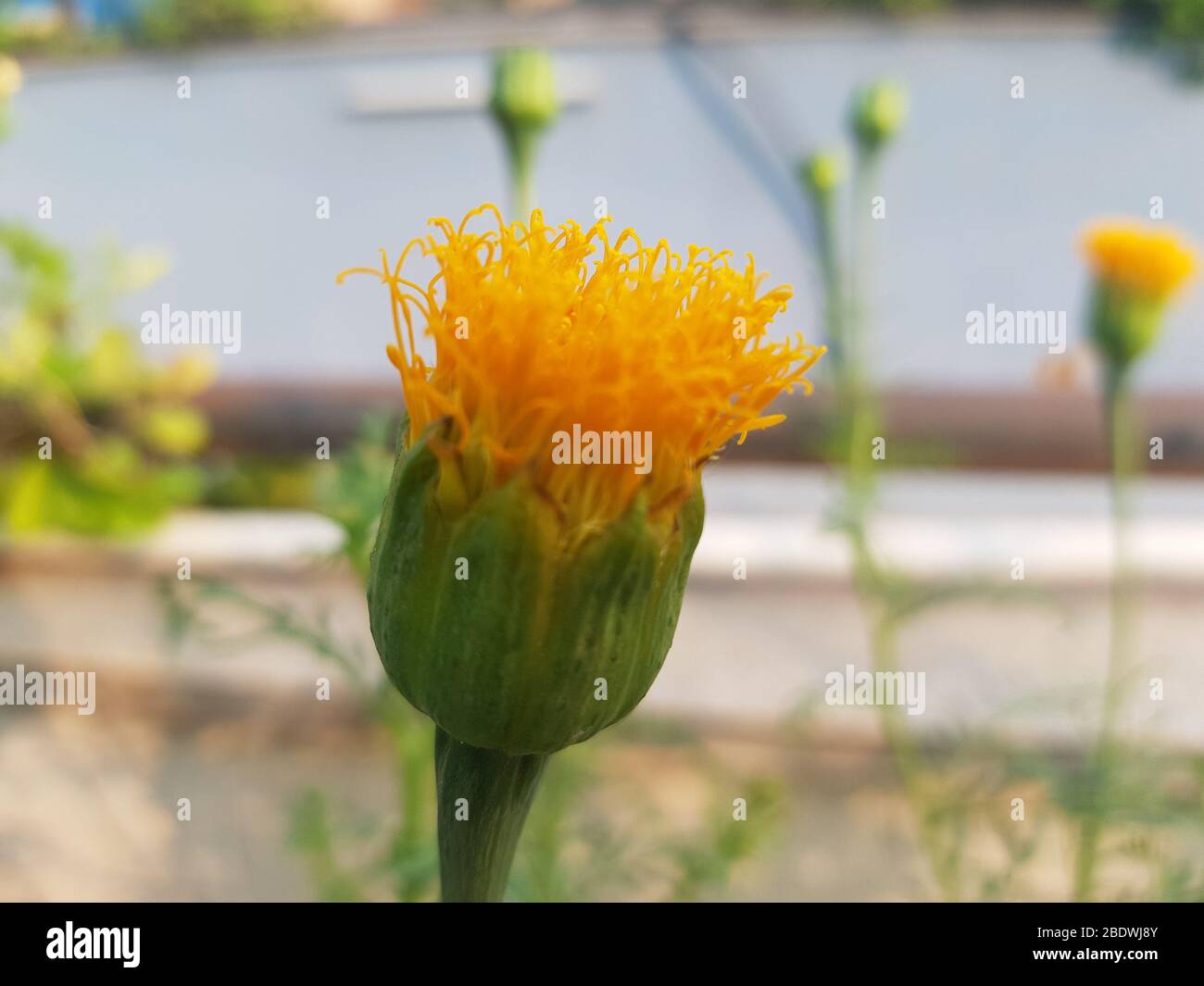Bella marigold fiori su sfondo naturale Foto Stock