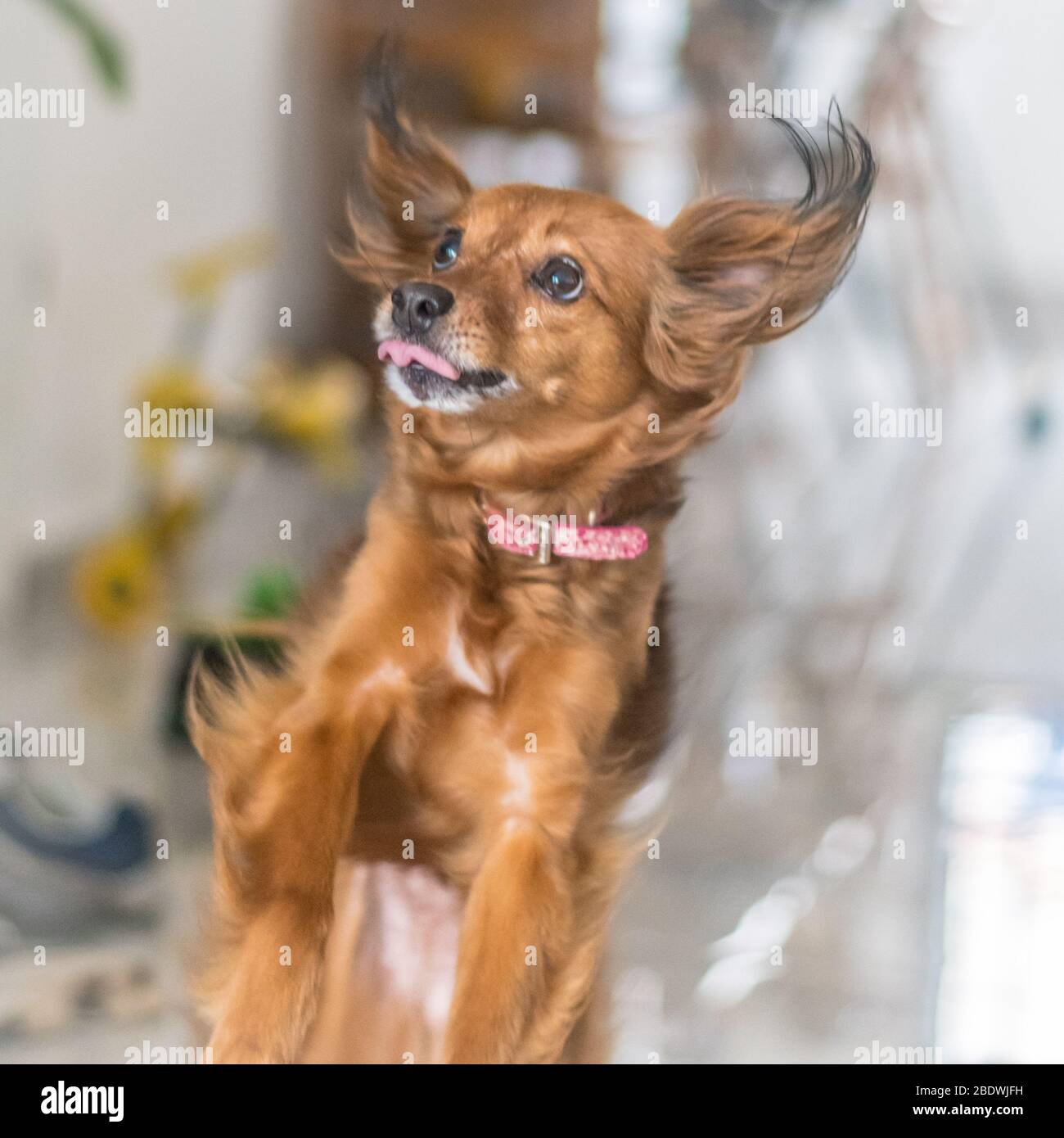 Isolato primo piano di un cane rosso capelli che salta con un alto tasto sfondo sfocato Foto Stock