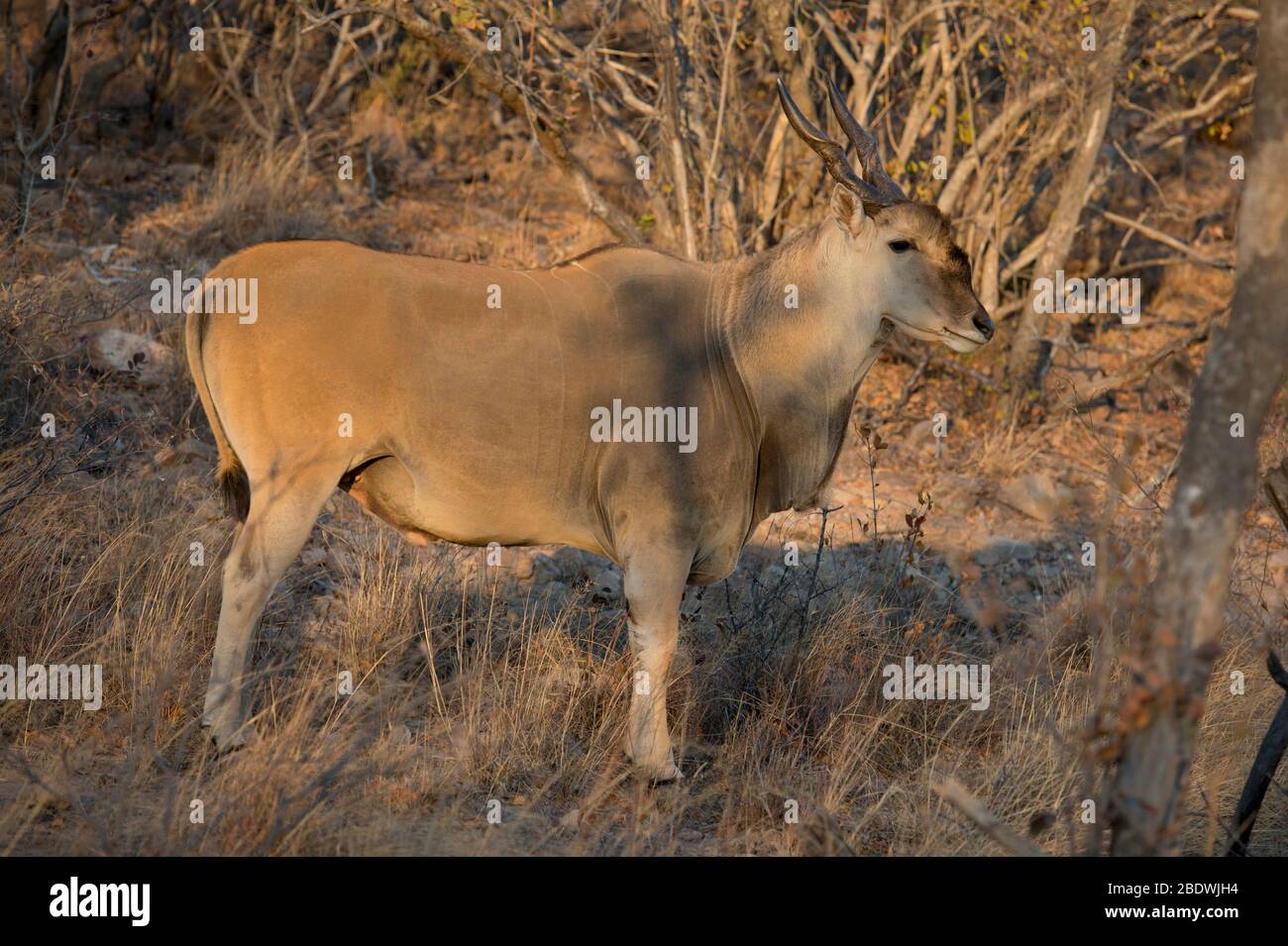 Livingstone's Eland, Taurotragus oryx livingstoni, Ant's Hill Reserve, nei pressi di Vaalwater, provincia di Limpopo, Sudafrica Foto Stock