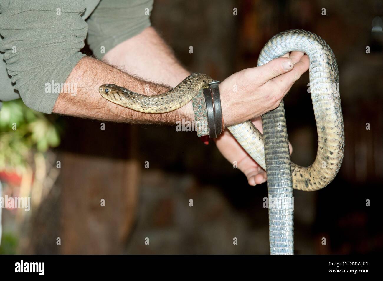Capo Cobra, Naja nivae, nelle mani del gestore, Ant's Hill Reserve, nei pressi di Vaalwater, Provincia di Limpopo, Sudafrica Foto Stock