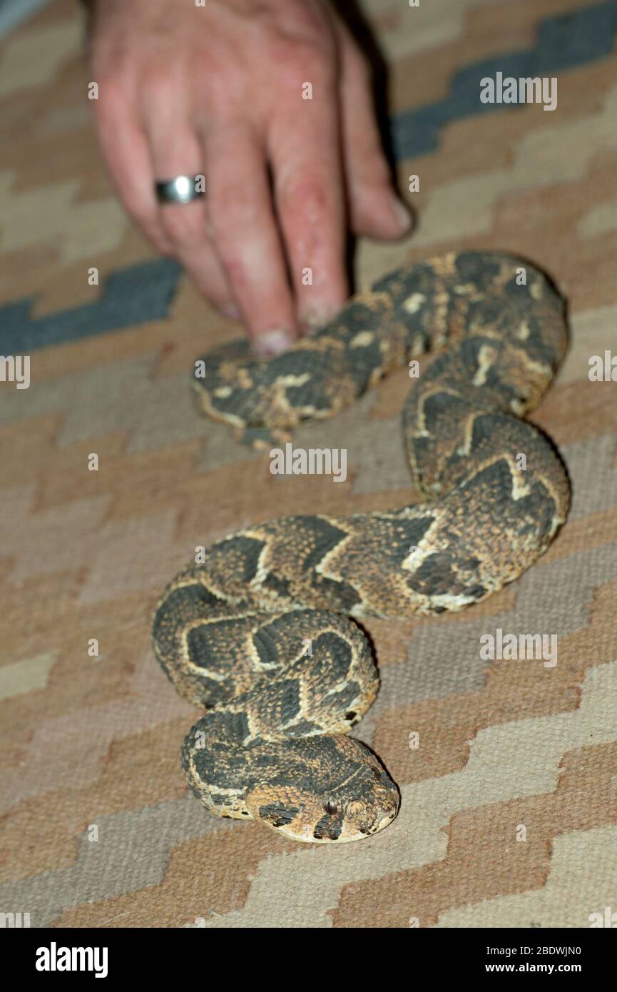 Sommatore di puff, Arietans di Bitis, dalle mani del gestore, riserva di collina di ANT, vicino Vaalwater, Provincia di Limpopo, Sudafrica Foto Stock