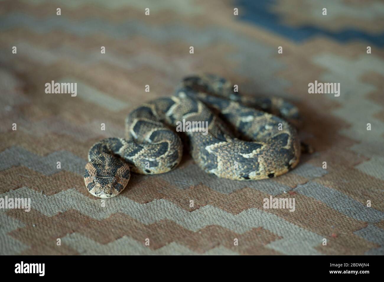 Sommatore di puff, Arietans di Bitis, su tappeto, riserva di collina di ANT, vicino a Vaalwater, Provincia di Limpopo, Sudafrica Foto Stock