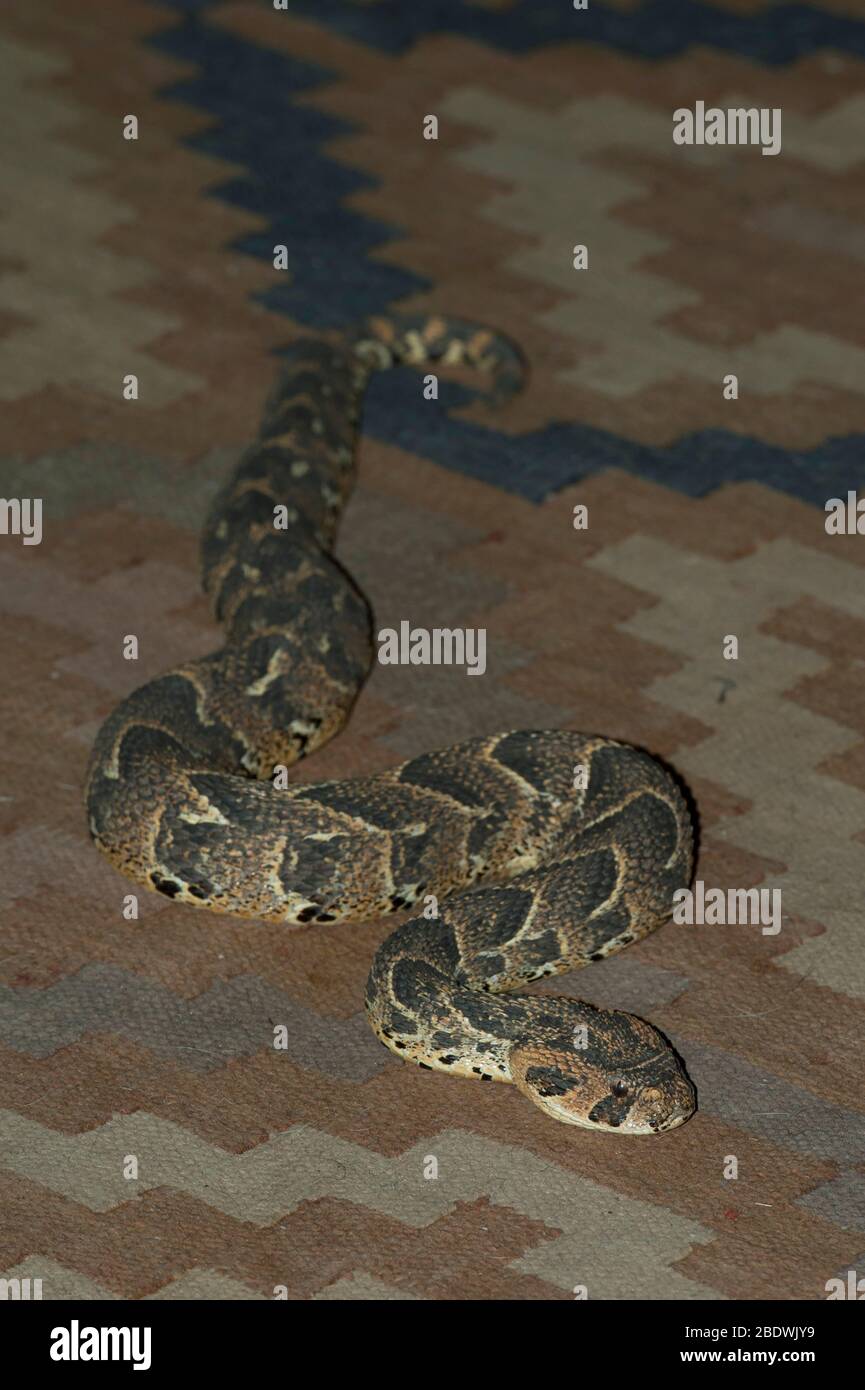 Sommatore di puff, Arietans di Bitis, su tappeto, riserva di collina di ANT, vicino a Vaalwater, Provincia di Limpopo, Sudafrica Foto Stock
