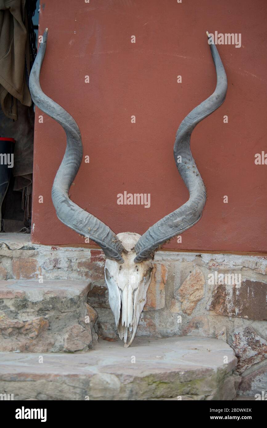 Maschio Greater Kudu, Tragelaphus strepsiceros, cranio e corna, Ant's Hill Reserve, nei pressi di Vaalwater, Provincia di Limpopo, Sudafrica Foto Stock