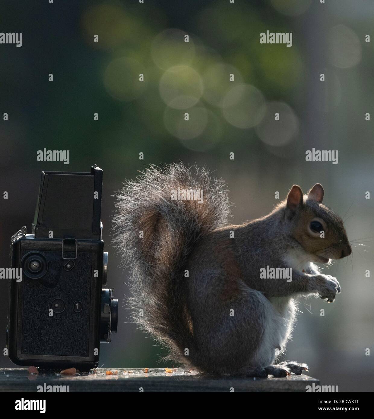 Scoiattolo grigio accanto ad una fotocamera reflex con lenti gemelle in un giardino suburbano londinese alla luce del sole del mattino, fotografato durante il blocco Coronavirus. Credito: Malcolm Park/Alamy Foto Stock