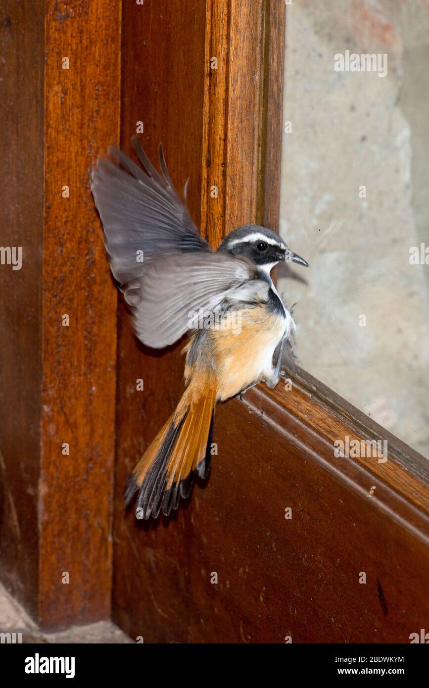 Robin Whitethroated, Cossypha humeralis, sbattendo contro la finestra, Ant's Hill Reserve, vicino a Vaalwater, Provincia di Limpopo, Sudafrica Foto Stock