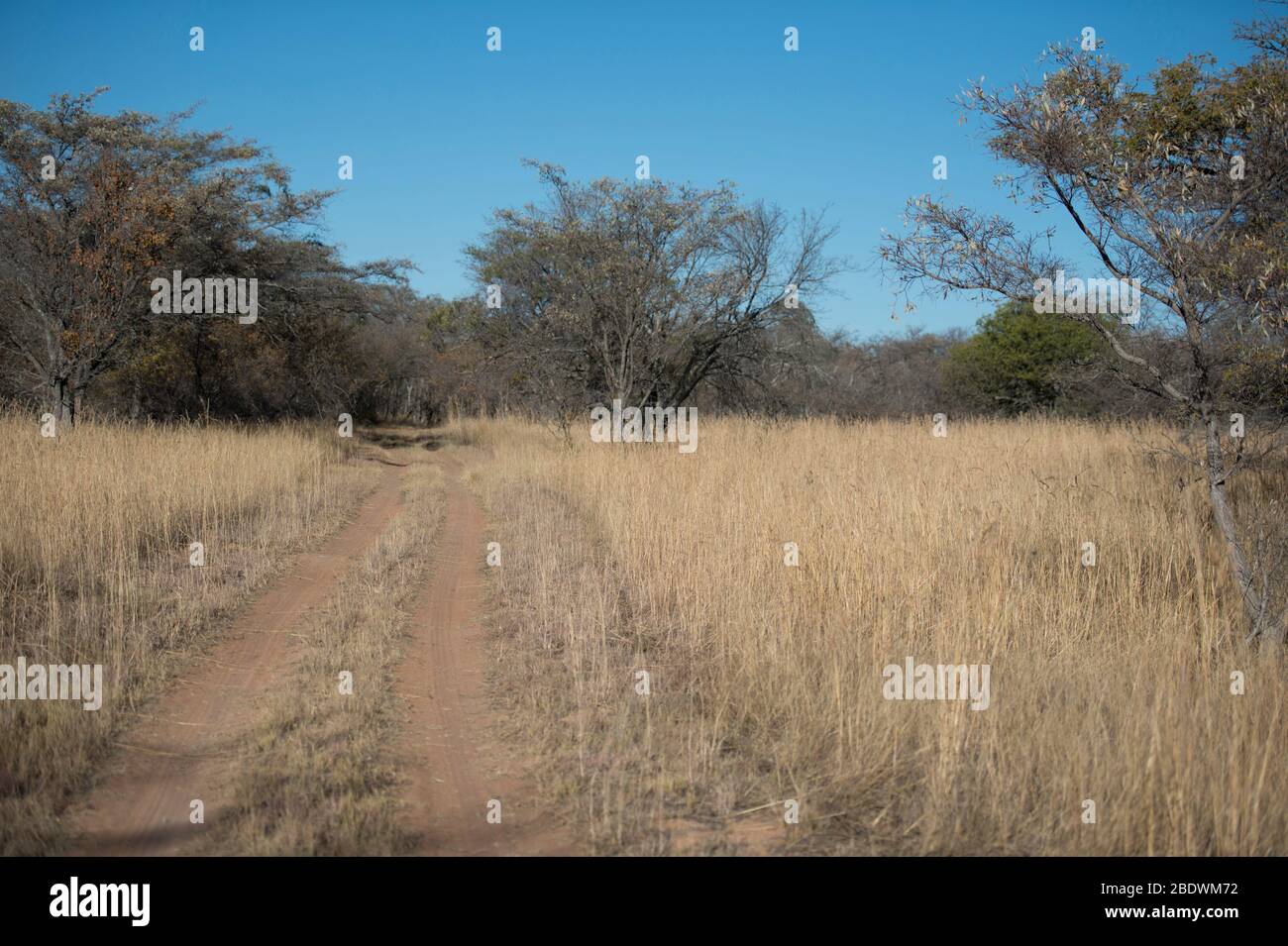 Percorso attraverso Bush, Ant's Hill Reserve, vicino a Vaalwater, provincia di Limpopo, Sud Africa Foto Stock