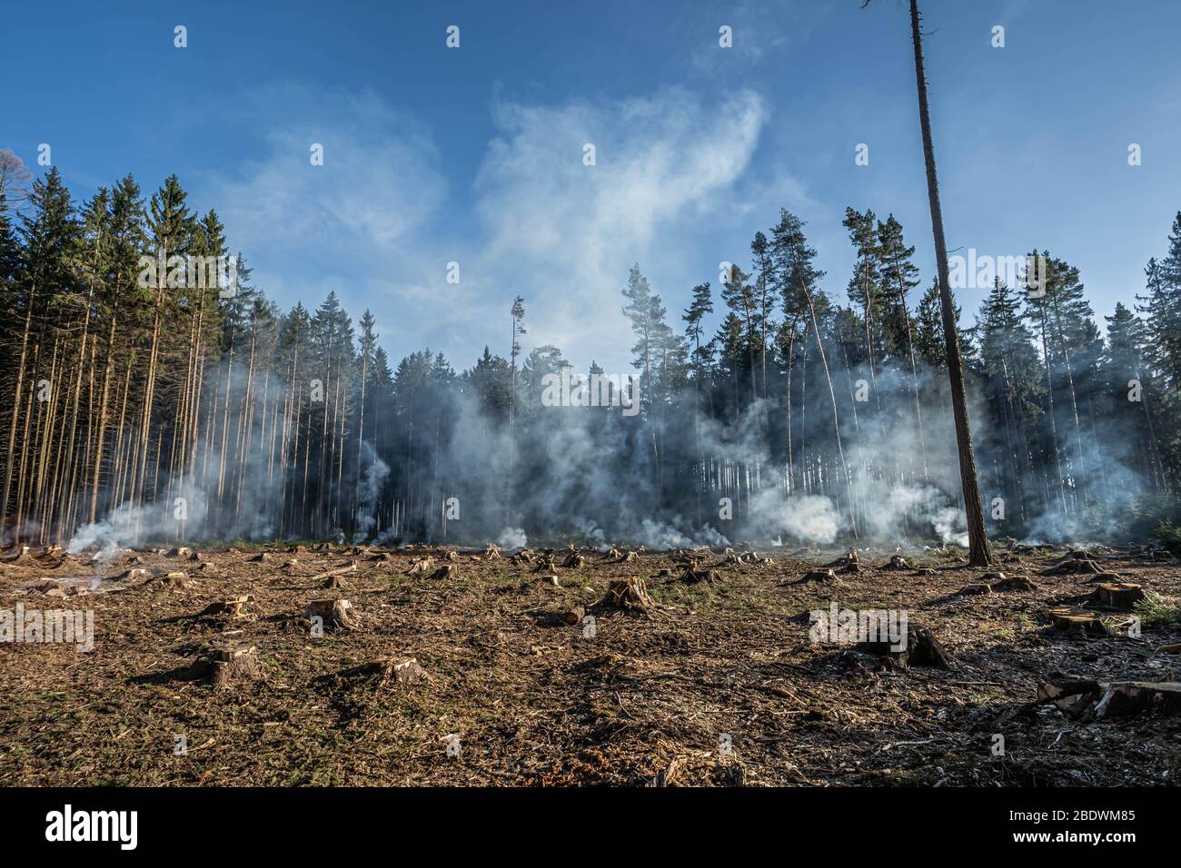 Grande campo con fumo dopo il fuoco selvaggio. Tutti gli alberi e l'erba sono bruciati dopo il fuoco della foresta o le opere forestali. Foto Stock