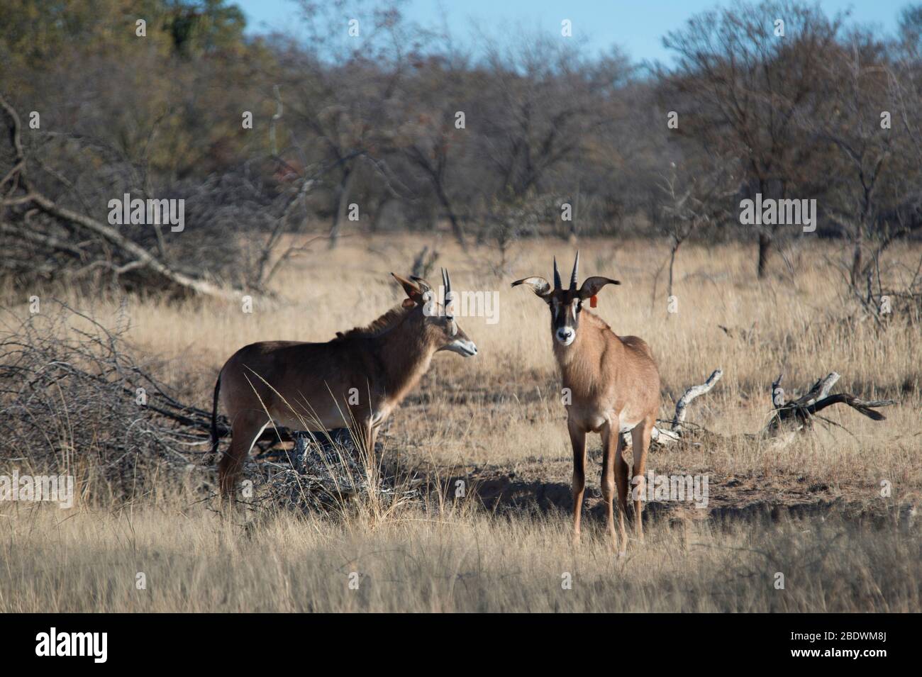 Roan Antelope, Ippocastus equinus, coppia con tag, Ant's Hill Reserve, vicino a Vaalwater, Provincia di Limpopo, Sudafrica Foto Stock