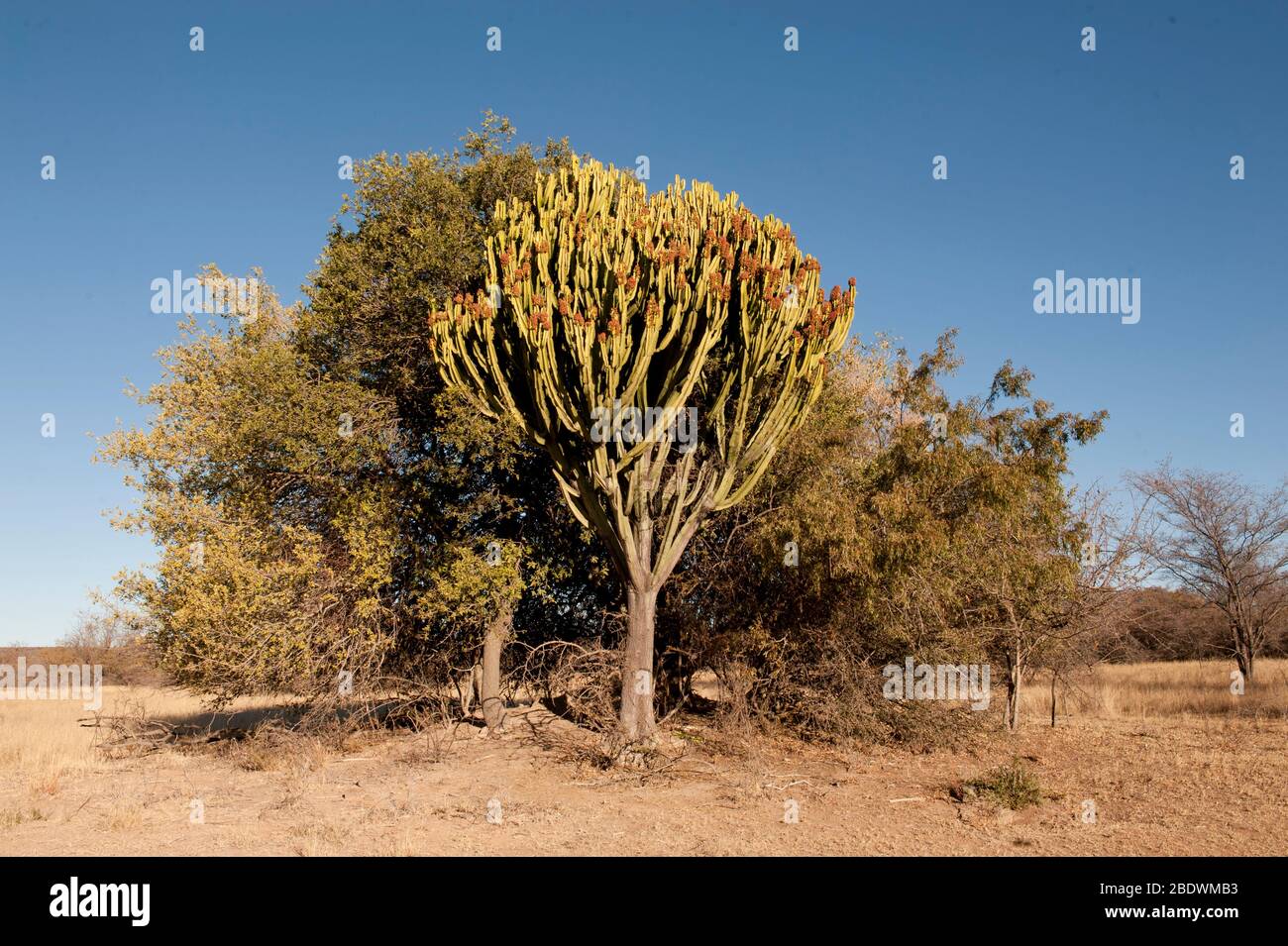 Albero del latte africano, Euphorbia trigona, Ant's Hill Reserve, vicino a Vaalwater, provincia di Limpopo, Sudafrica Foto Stock