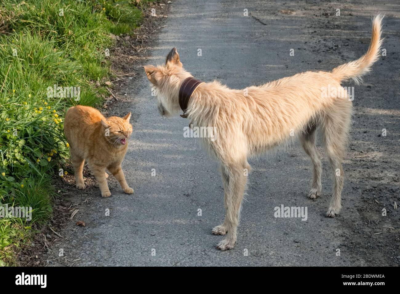 Distanza sociale tra gli animali - un gatto di manx senza coda si prende cura dei suoi denti come minaccia un inquisitivo cane da lurcher che è venuto troppo vicino Foto Stock