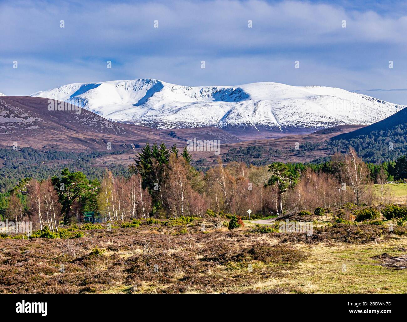 Braeriach montagna scozzese a Rothiemurchus Cairngorms Parco Nazionale Highland Scozia visto dal punto di osservazione Tullochgrue con alberi di betulla in crescita Foto Stock