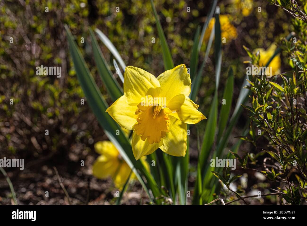 Narcissus è un genere di piante perenni prevalentemente primaverili. Foto Stock