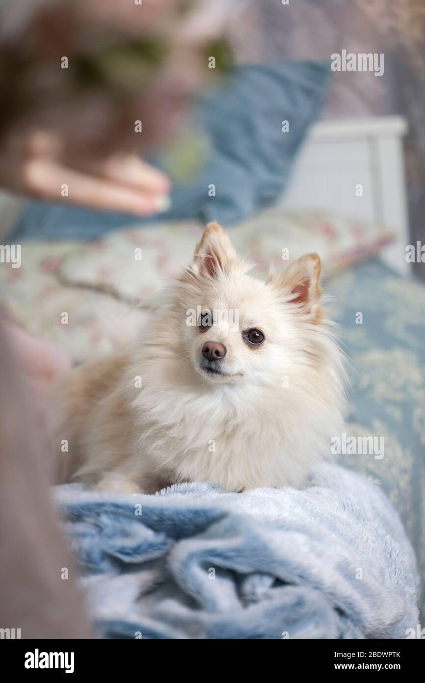 Giovane ragazza beautifil con il suo cane dolce piccolo a casa Foto Stock