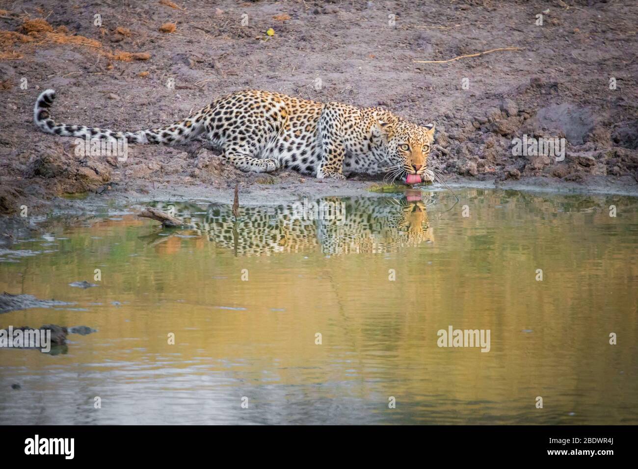 Leopardi bevendo kruger Sud africa Foto Stock
