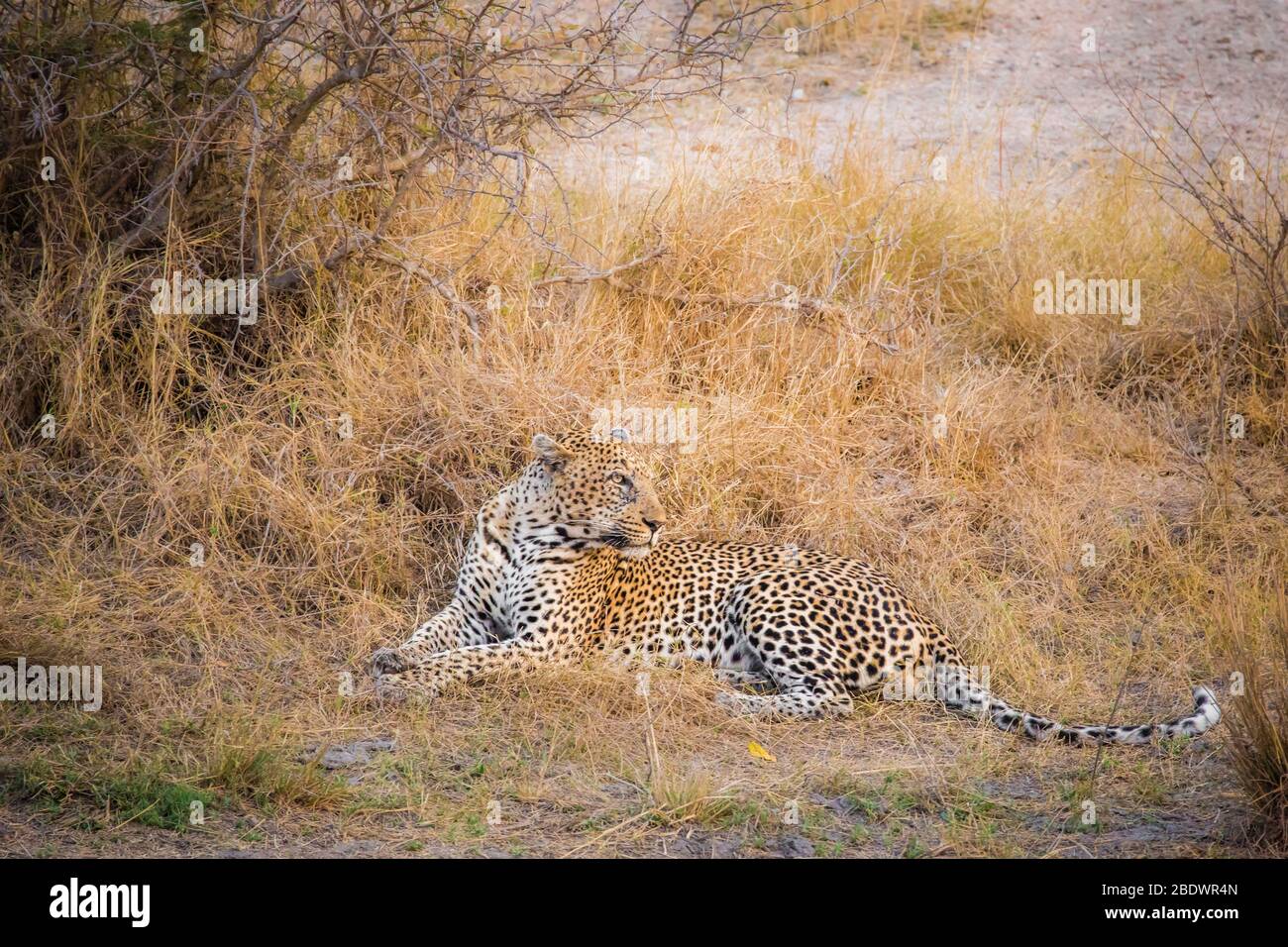 padre e figlio Leopardi Kruger Sud Africa Foto Stock