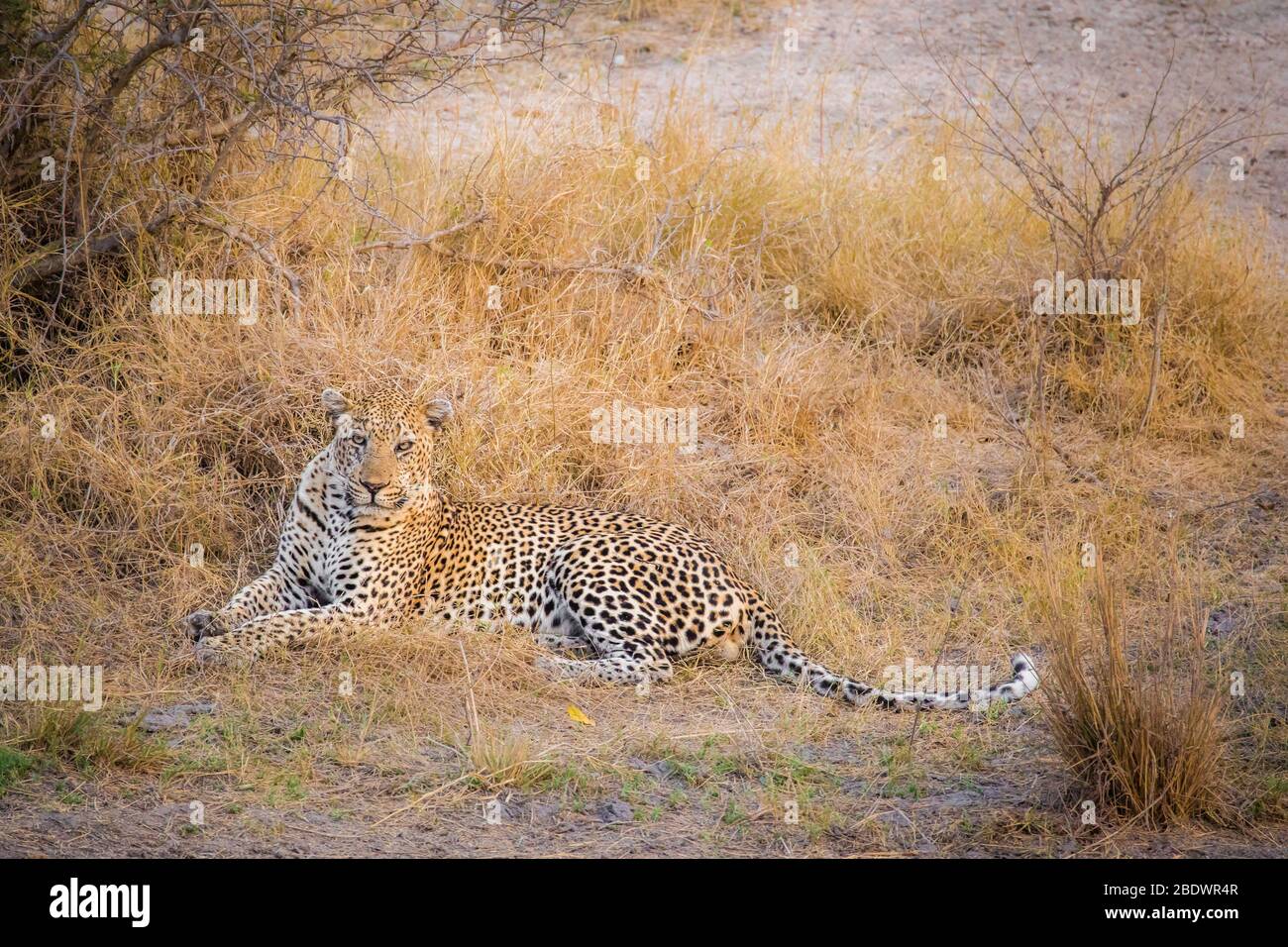 padre e figlio Leopardi Kruger Sud Africa Foto Stock