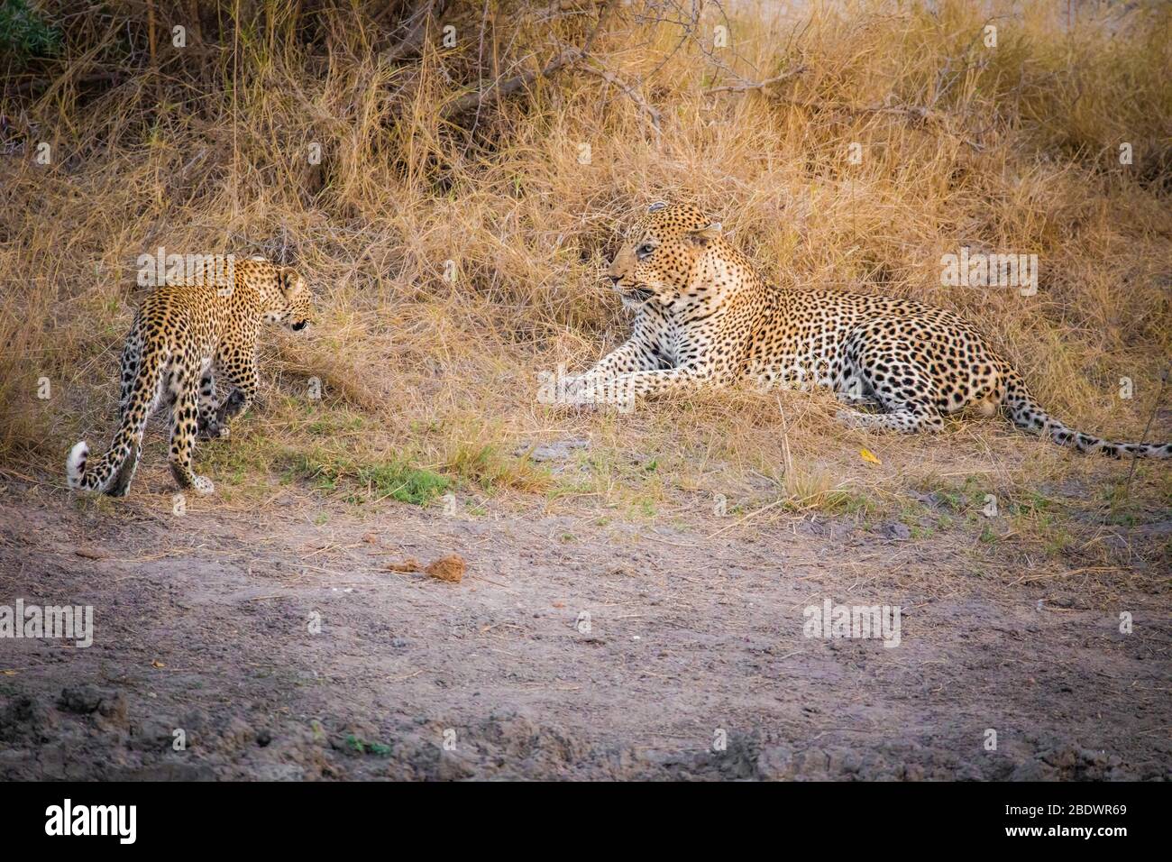 padre e figlio Leopardi Kruger Sud Africa Foto Stock